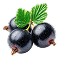 Blackcurrant
